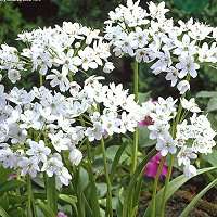 10~WHITE ALLIUM~FLOWER BULBS FRAGRANT PERENNIAL PLANTS  