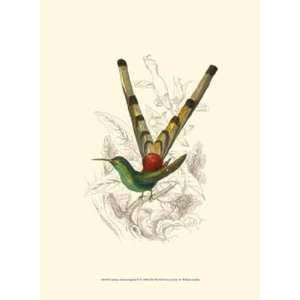  Jardine Hummingbird II by Sir William Jardine 10x13