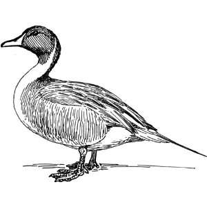   Clear Window Cling 6 inch x 4 inch Line Drawing Duck