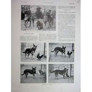  1930 French Print Lilliput Horse Dog And Chicken