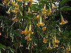 Red Brugmansia 10 Seeds Angels Trumpets Huge Blooms