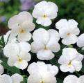 Viola, Perfection White Early bloomer, charming, seed  