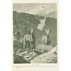  1889 Photographing Big Horn Sheep Sierras Colorado 