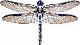 3D BLUE CLEAR Dragonfly Wall Art Decoration Insect  