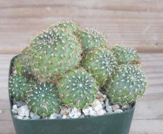   kupperiana Green Golf Ball Clumping Cactus Great Flowers  