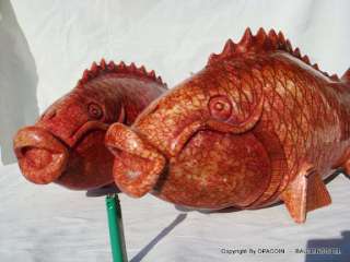Riesige Jade   KOI KARPFEN Goldfisch je 22kg 64cm  