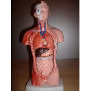 Menschlicher Torso, 26cm, 15 TEILIG / mit Organen / Anatomiemodell 