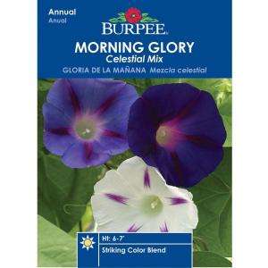 Burpee Morning Glory Celestial Mix Seed 32181  