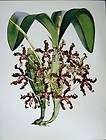 C1979 Orchids Flowers Schomburgkia Undulata Pink Brown