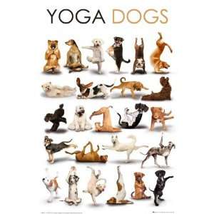 1art1 50112 Hunde   Yoga, Heraufschauender Hund, Herabschauender Hund 
