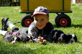 Bernersennenwelpen zu verkaufen in Thüringen   Zöllnitz  Hunde 