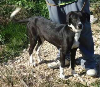 NOTFALL* Jagdhund Mischling MAURI sitzt in einer Tötungsstation in 