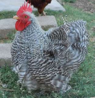 Bantam COCHIN Chicken Hatching Eggs ~ Calico, Mottled, Barred 
