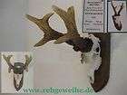 World record Roe Deer Antlers COPIE idea 810g 25.19 items in SHOP 