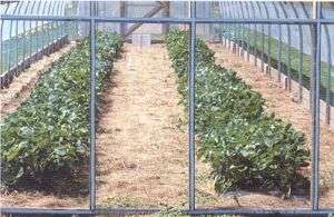 Eskay Lite Vinyl Greenhouse Covering 54 in x 20 ft  