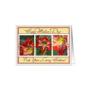  Mothers Day Amaryllis Flowers From Husband Card Health 