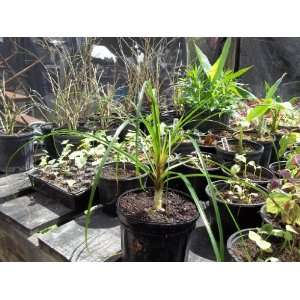   Ponytail Palm Beaucarnea recurvata Plant Live Patio, Lawn & Garden