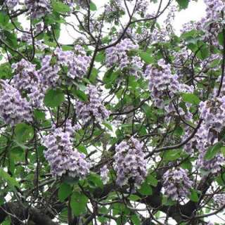 Princess tree paulownia tomentosa 50+ seeds  