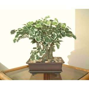  12 Polyscia Bonsai, Artificial Tree