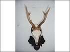 roe buck deer antlers, chamois horns trophies items in deer mount 