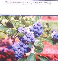 VE GOT THE BLUES 3 Blueberry plants/  