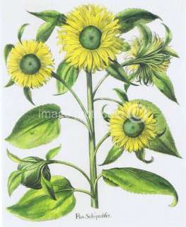 Sunflower Basilius Besler Vintage Botanical Poster  