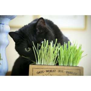  3 Packages of Cat Grass Seeds 1 wheat, 1 oats, 1 barley 