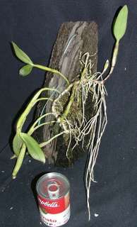 Cattleya skinneri J&S Jones and Scully Species Orchid Rare  