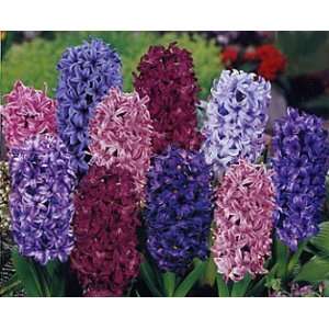   Sunset Mix Hyacinth 6 Bulbs SUPER VALUE Fragrant Patio, Lawn & Garden