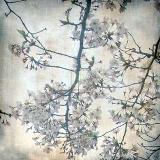 TONY KOUKOS Cherry Blossom Tree V PRINT see our SHOP  