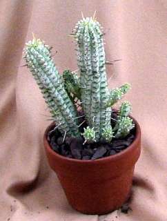 Variegated Indian Corn Cob Cactus   Euphorbia   RARE   3 Pot  