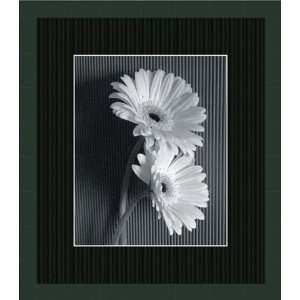  Van Swearingen   Fresh Cut Gerbera Daisy I