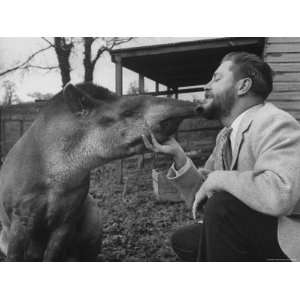 Writer/Naturalist Gerald Durrell Petting South American Tapir in His 