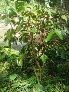 Ceylon CINNAMON Tree LIVE SPICE TREE Plant Seedling 9b  