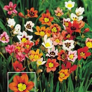  Sparaxis tricolor mix Harlequin Flowers   20 flower bulbs 