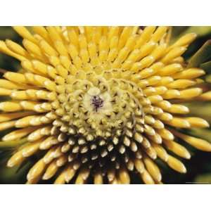  A Close View of a Drumstick Flower, Isopogon Anenonifolius 