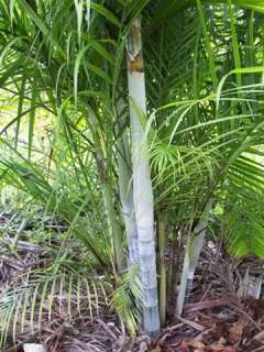 Rare Dypsis albofarinosa Live White NECK Palm Tree  