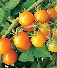 Delicious~SUNGOLD~CHERRY TOMATO~Seeds~~~~~Sweet as Sunshine 