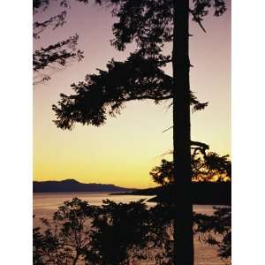  Evergreen Trees are Silhouetted Against Water at Twilight 