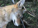 Predator 3 Coyote Game Calls On Cd Bow Hunting Call Cd  