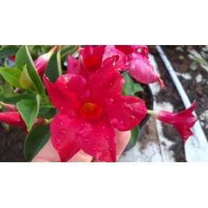   Mandevilla Tropical Plant Vine Bush Red Blooms Patio, Lawn & Garden