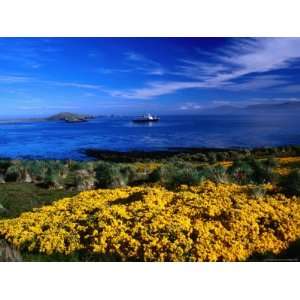 Flowering Gorse, Evergreen Shrub, with a Distant Antartic Cruise Ship 