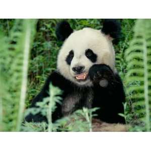  Panda in the Forest, Wolong, Sichuan, China Photographic 