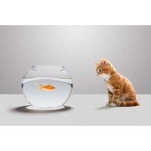  Kitten Looking at Goldfish in Bowl   Peel and Stick Wall 