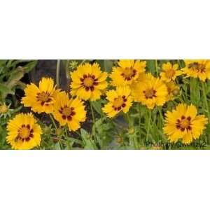   Seeds   Lance Leaf Coreopsis Seed   1oz Seed Packet Patio, Lawn
