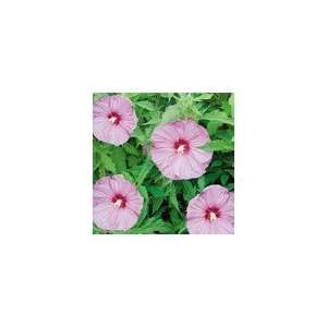  Hibiscus Berrylicious PPAF Plant Patio, Lawn & Garden