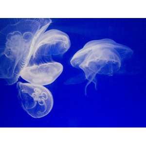 Jellyfish, Aquarium, Oceanographic Institute, Monaco Veille, Monaco 