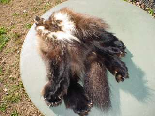 Wolverine pelt w/4 ft and clws tanned wild fur, really really big one 