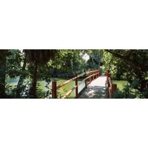  Footbridge over a Swamp, Magnolia Plantation and Gardens 