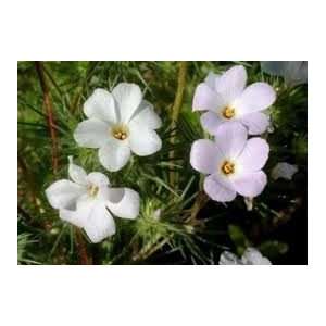  Todds Seeds   Flower Seeds  Mountain Phlox (Linanthus 
